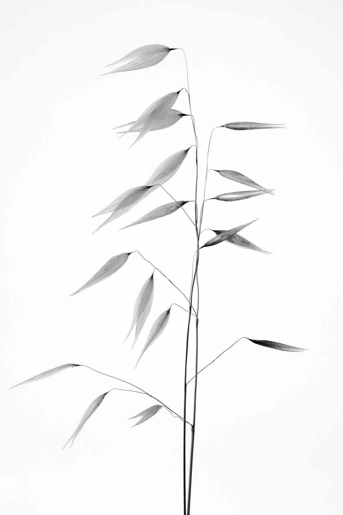 framedcanvas-print-sharpness-of-the-nature-x