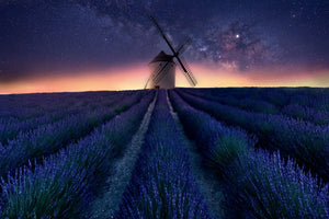 poster-print-lavender-night-x