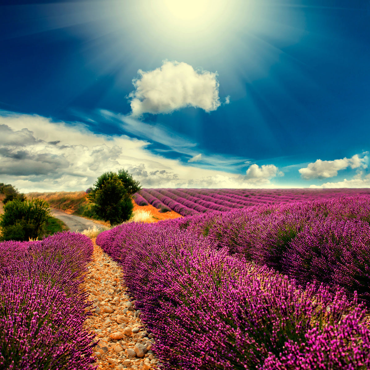 9-piece-canvas-print-the-lavender-valley