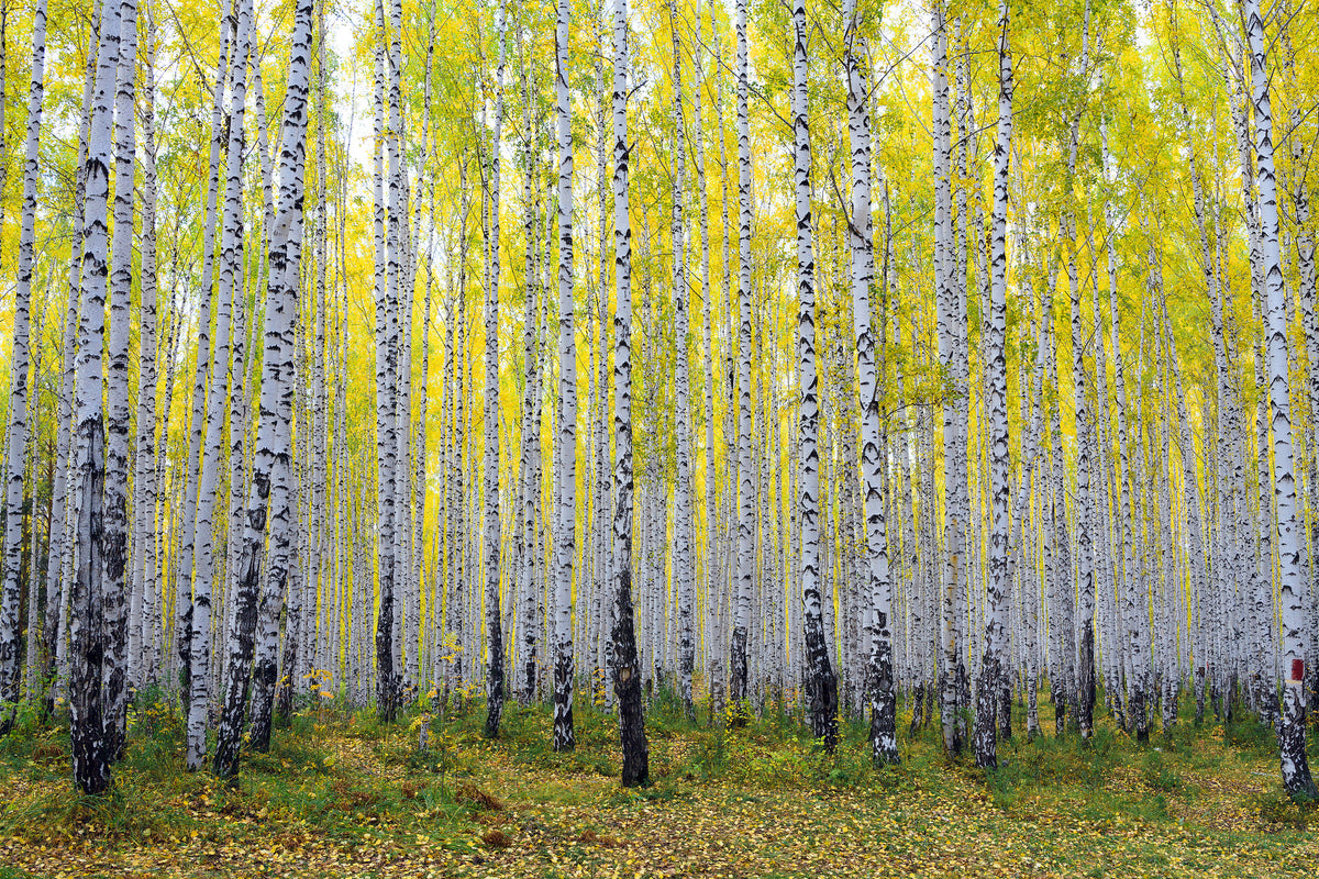 canvas-print-autumnal-birch-forest