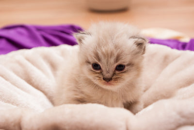 poster-print-kitten-to-fall-in-love