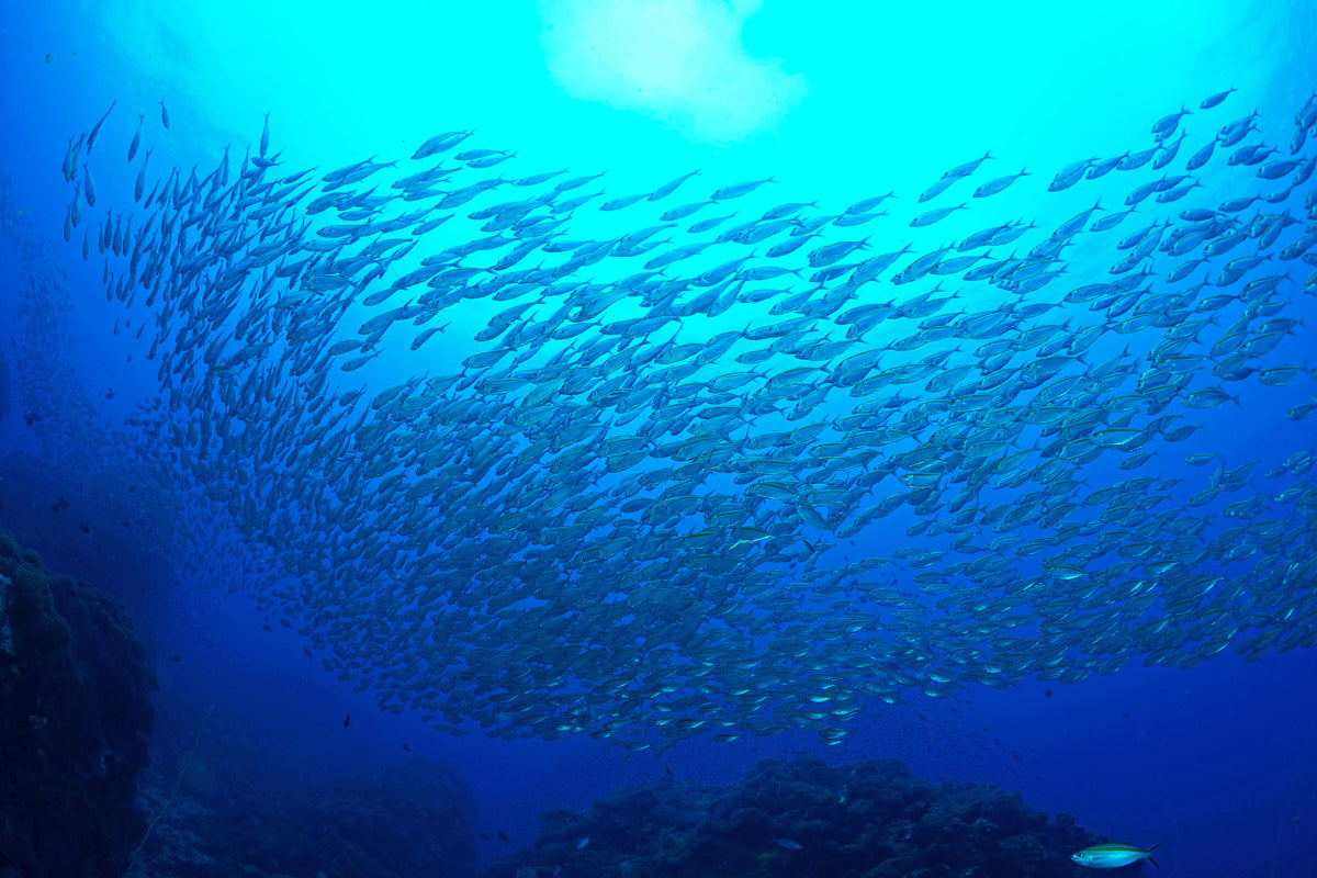 modern-3-piece-canvas-print-fish-world