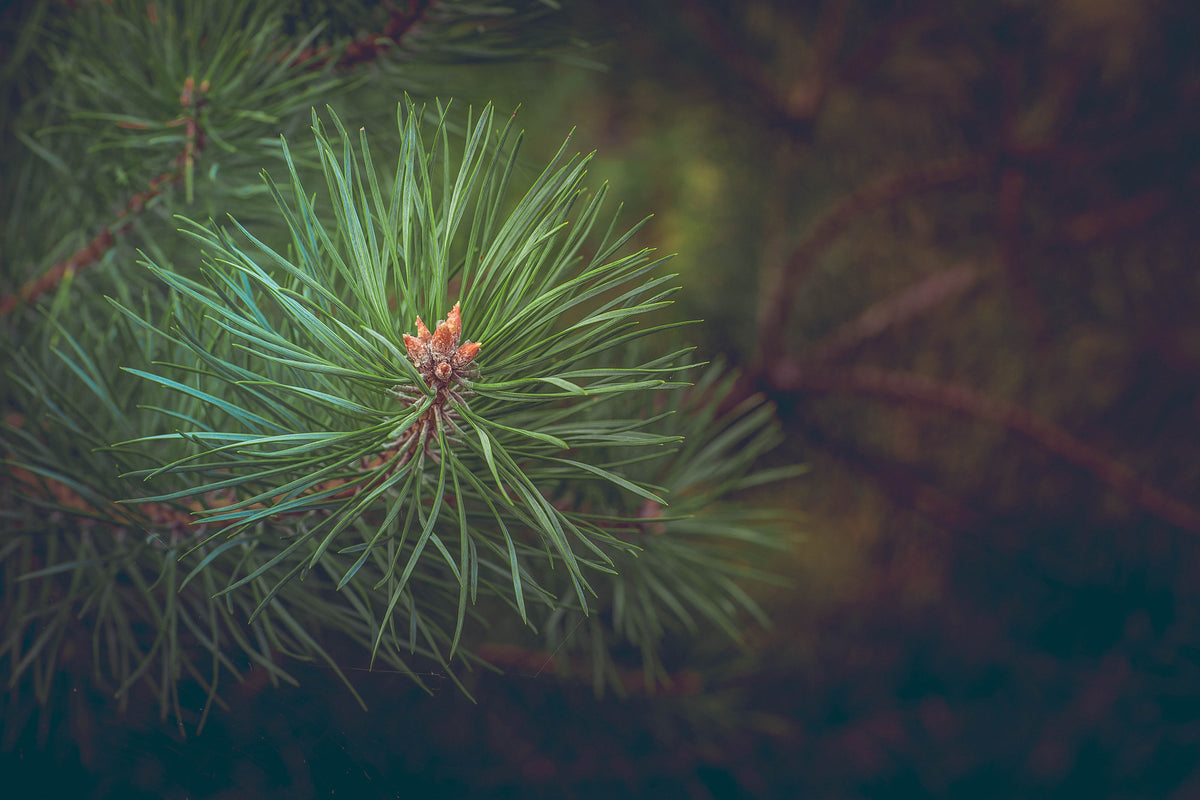 3-piece-canvas-print-pine-tree-close-up