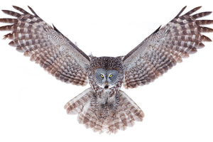 3-piece-acrylic-print-power-great-grey-owl