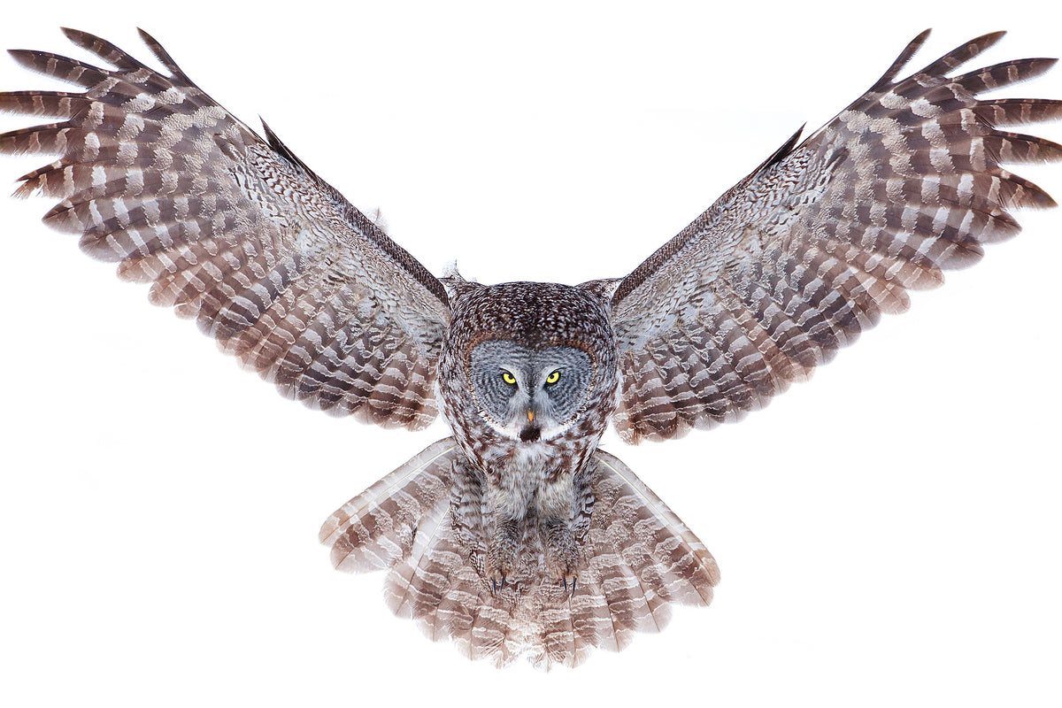 3-piece-acrylic-print-power-great-grey-owl