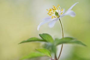 canvas-print-spring-light-x