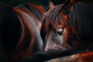 framedposter-print-sleep-huddle