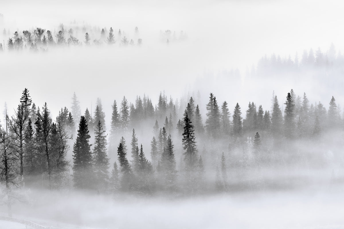 3-piece-acrylic-print-foggy-forest