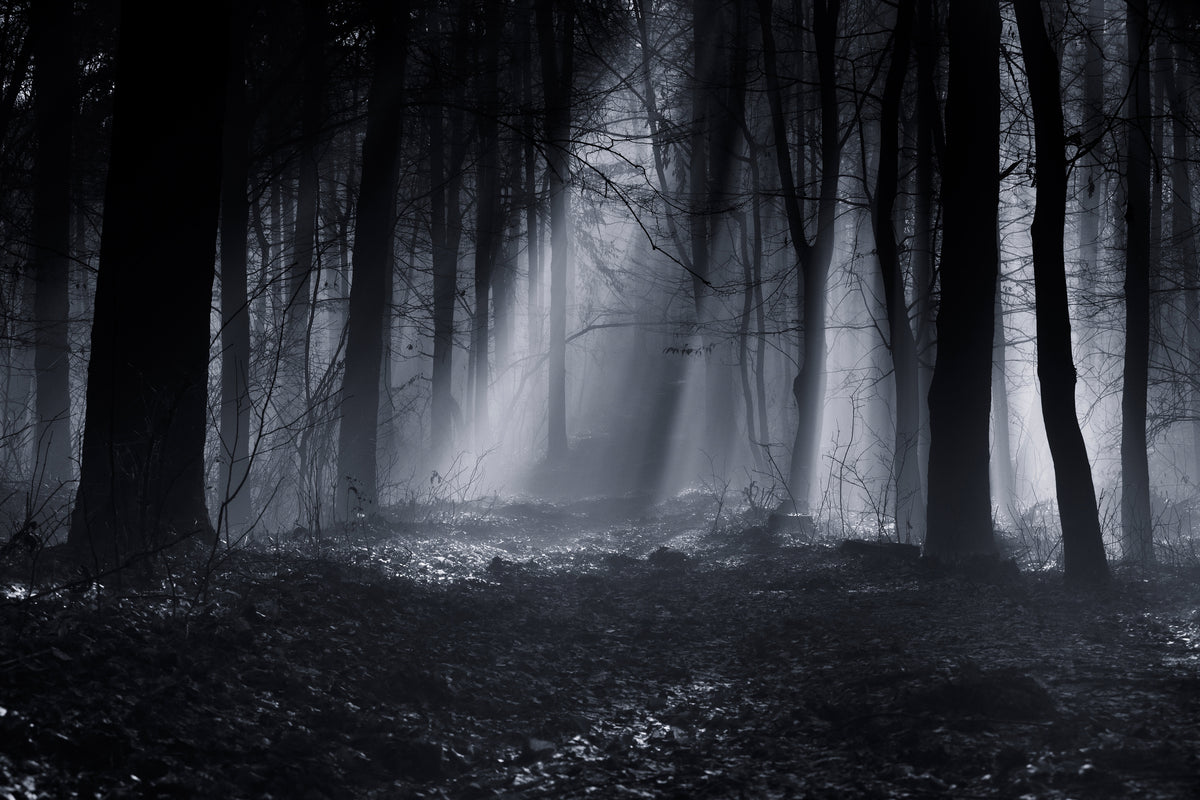 framedposter-print-capela-forest