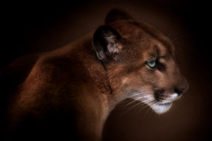 3-piece-acrylic-print-puma