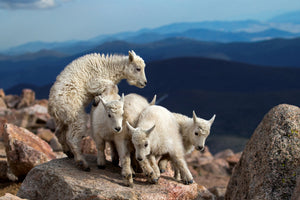 poster-print-baby-goats-at-play-x