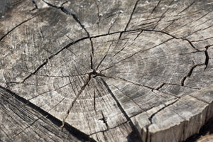 framedposter-print-the-tree-rings