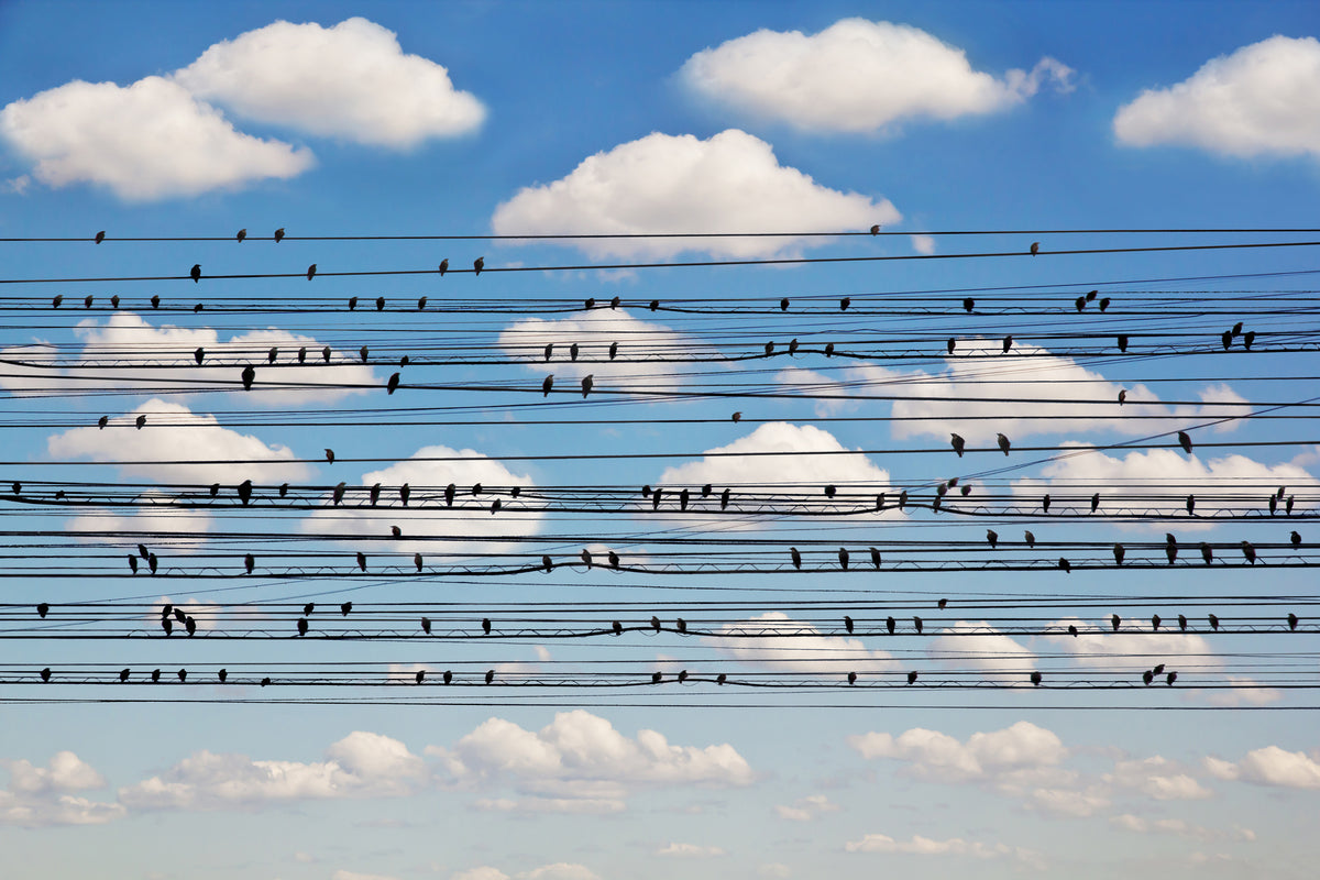 poster-print-cantus-arcticus-concerto-for-birds