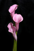 aluminium-print-3-purple-callas