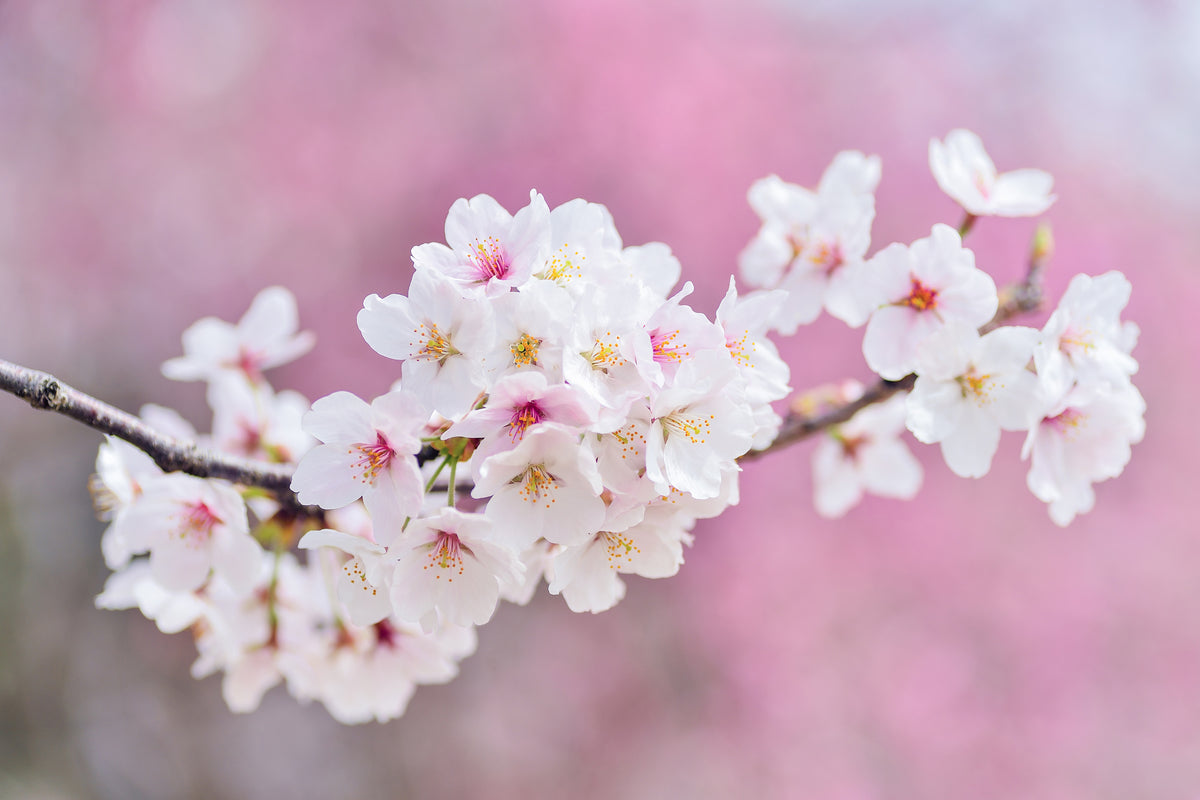acrylic-print-cherry-blossoms-xxl