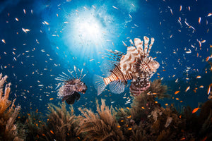 aluminium-print-lionfish-ii