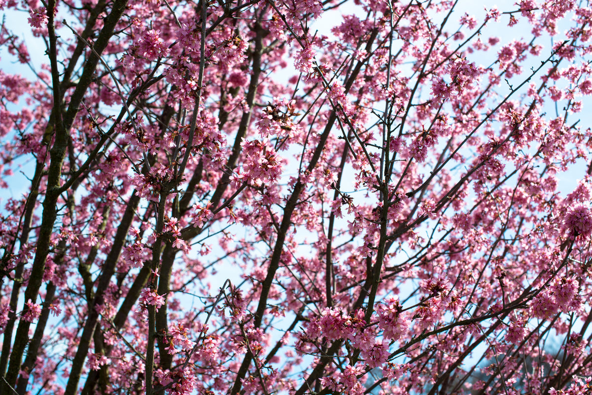 modern-3-piece-canvas-print-japanese-cherry-blossom