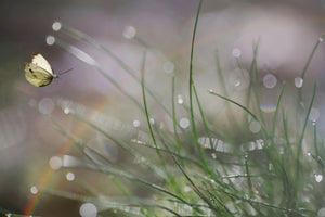 acrylic-print-imminent-landing