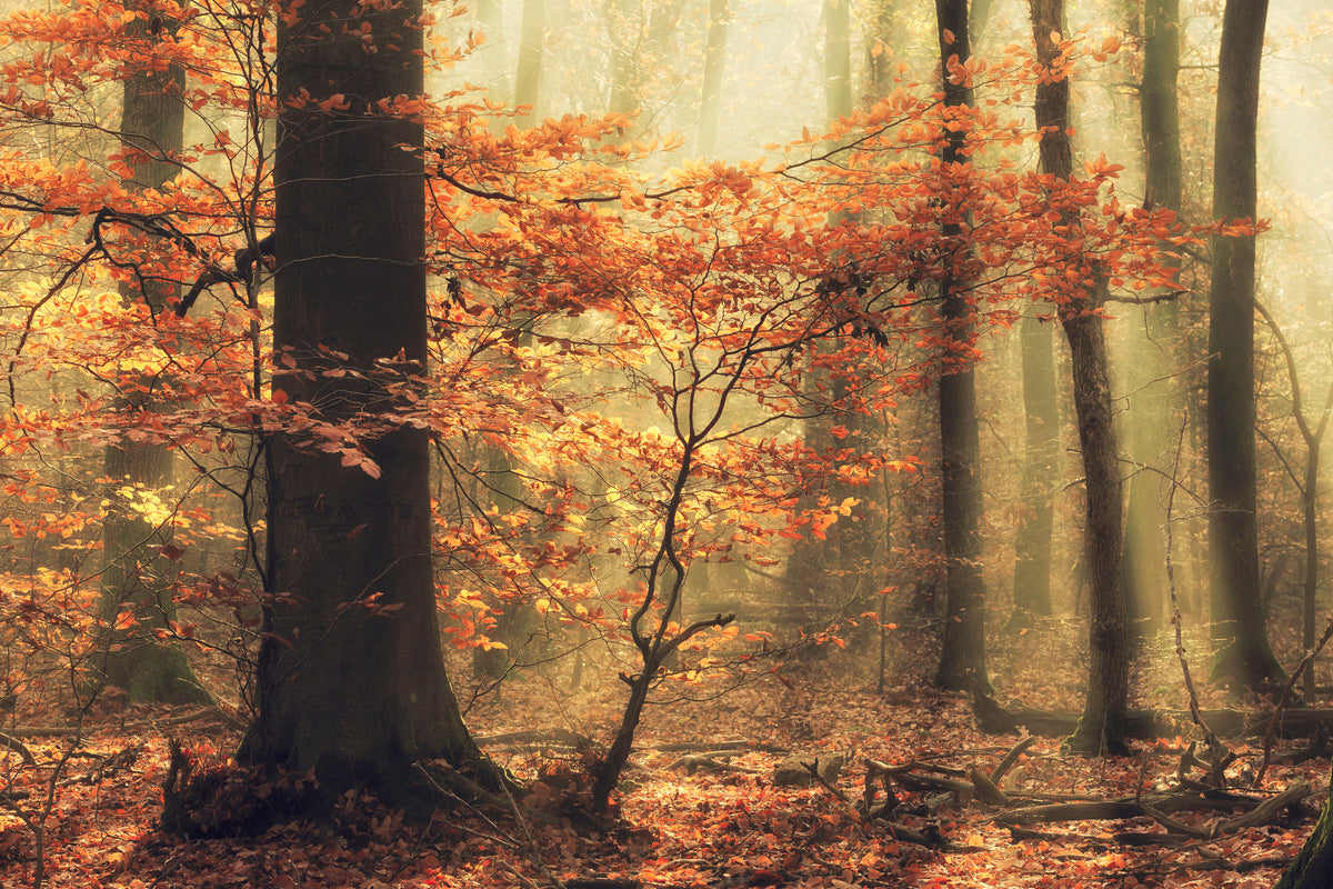 canvas-print-soft-fall-x
