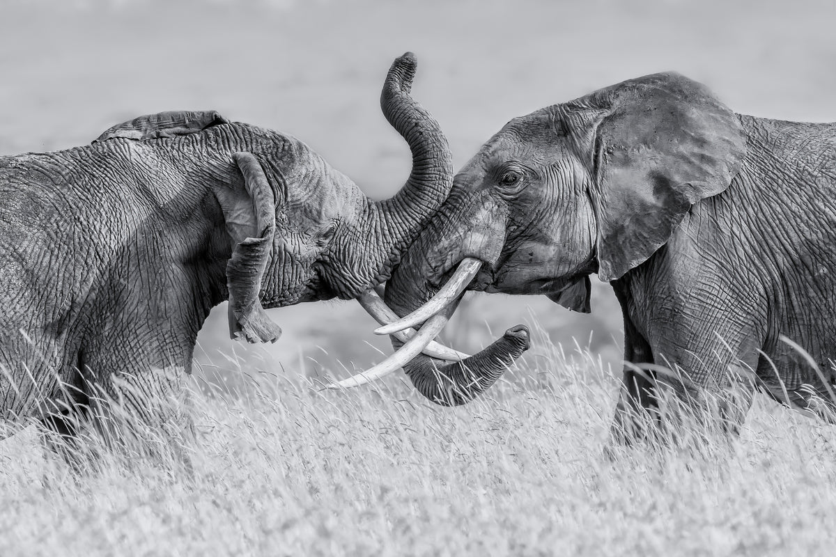 poster-print-elephant-qtai-chiq-x