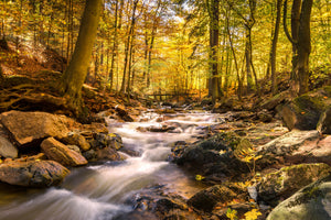 canvas-print-real-nature-beauty