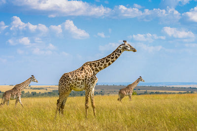 poster-print-trio-giraffes-x