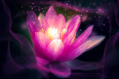 poster-print-lily-in-the-light-play