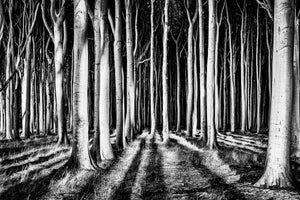 3-piece-canvas-print-ghost-forest