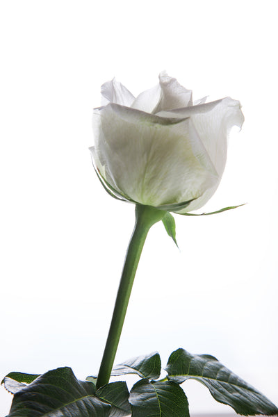 poster-print-on-behalf-of-the-rose