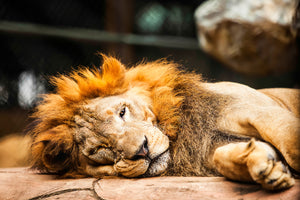 framedposter-print-relaxed-lion