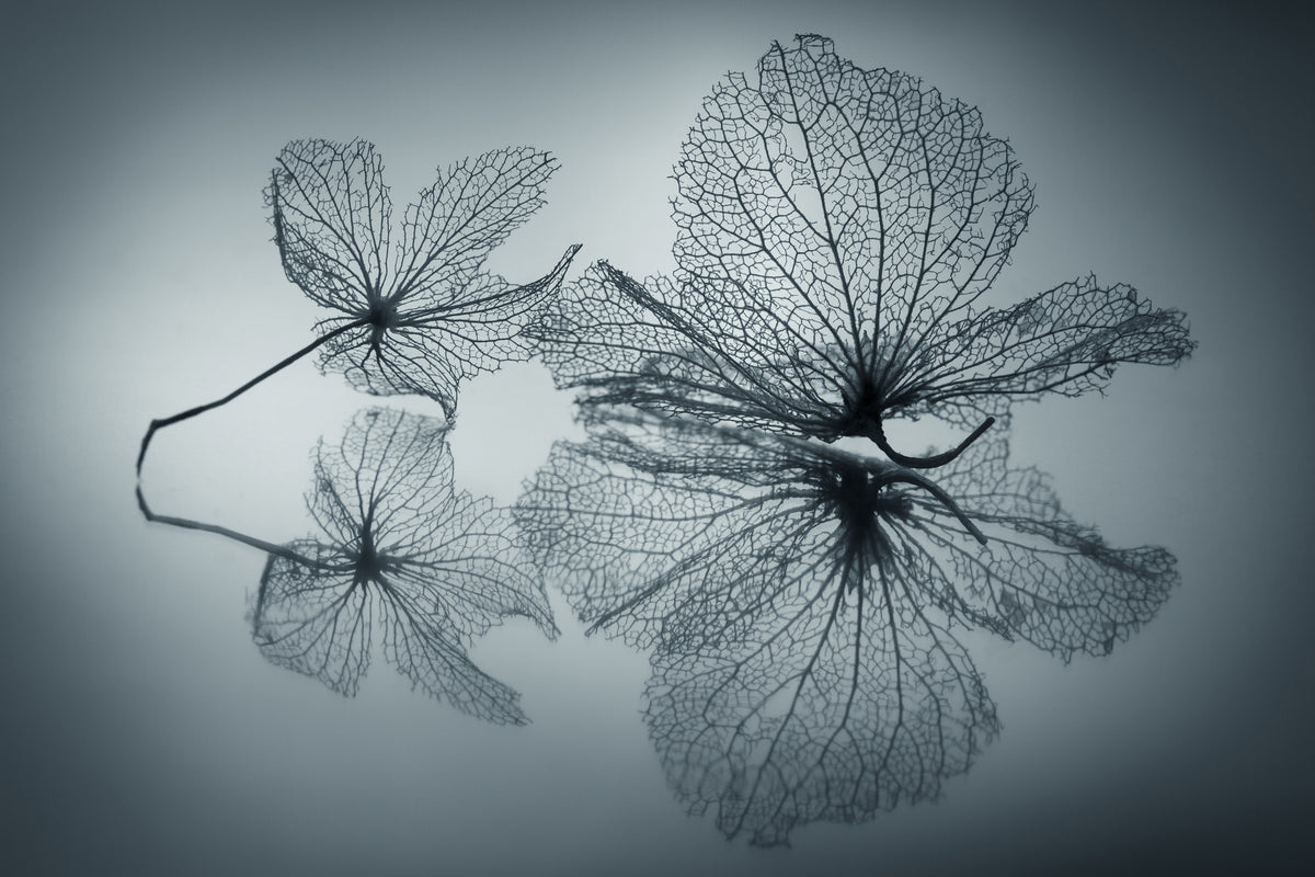 acrylic-print-ephemeral-beauty