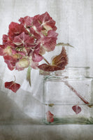 poster-print-hydrangea-xaa
