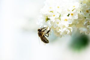 3-piece-aluminium-print-the-bumblebee-and-the-flower