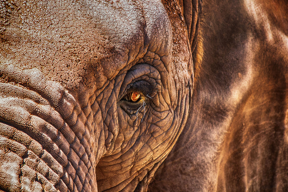 framedcanvas-print-the-look-of-the-elephant