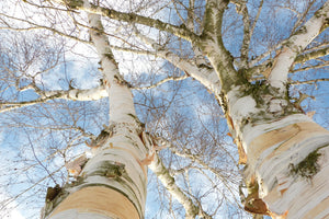 3-piece-acrylic-print-the-2-birches