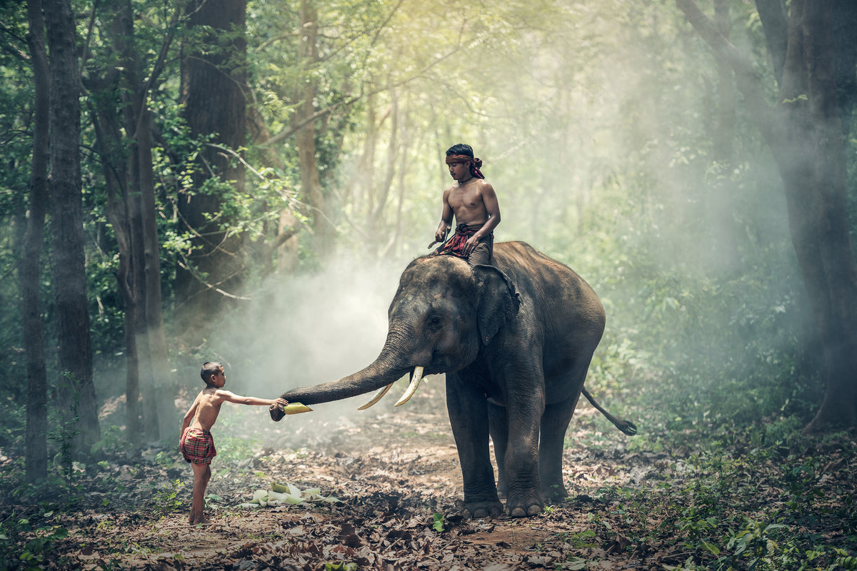 canvas-print-the-elephant-at-work