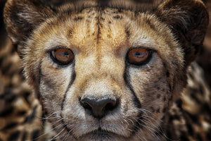 aluminium-print-you-know-what-i-see-your-car-x