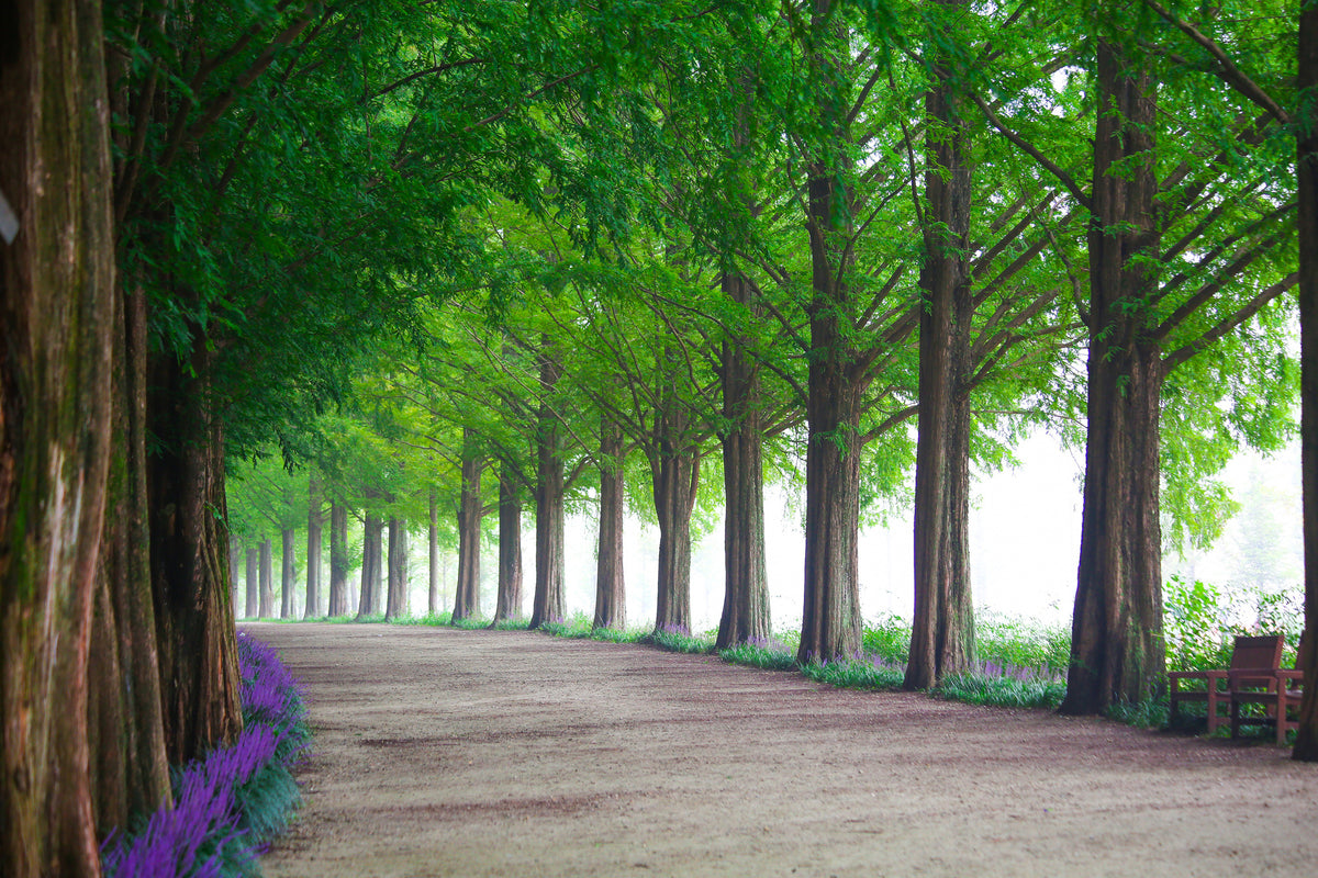 framedposter-print-beautiful-tree-avenue