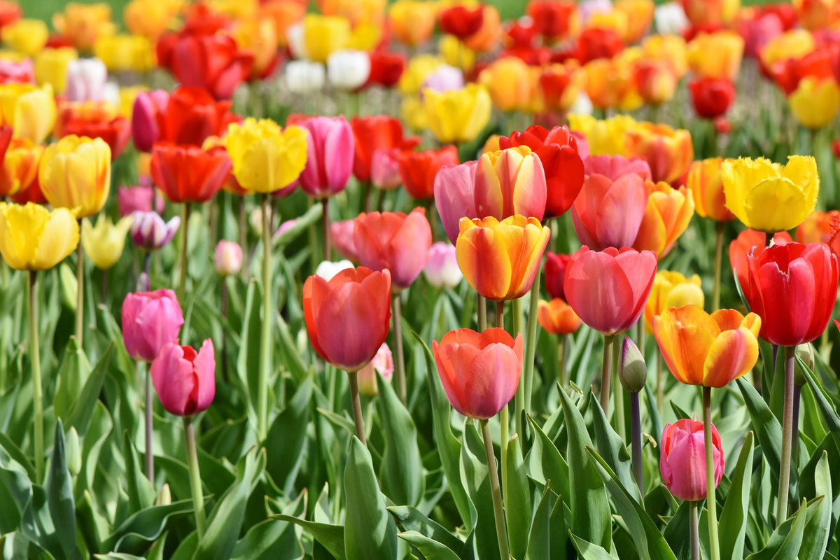 acrylic-print-a-colorful-tulip-field