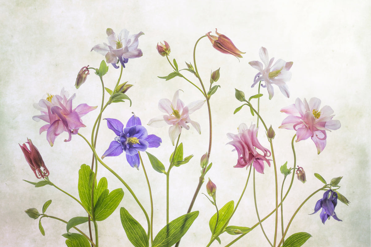modern-3-piece-acrylic-print-columbine