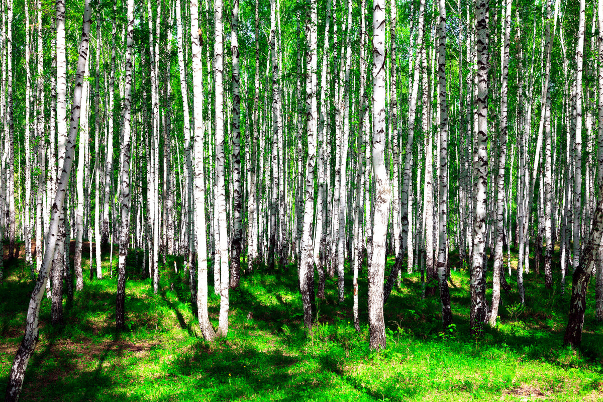 framedcanvas-print-summerly-birch-forest