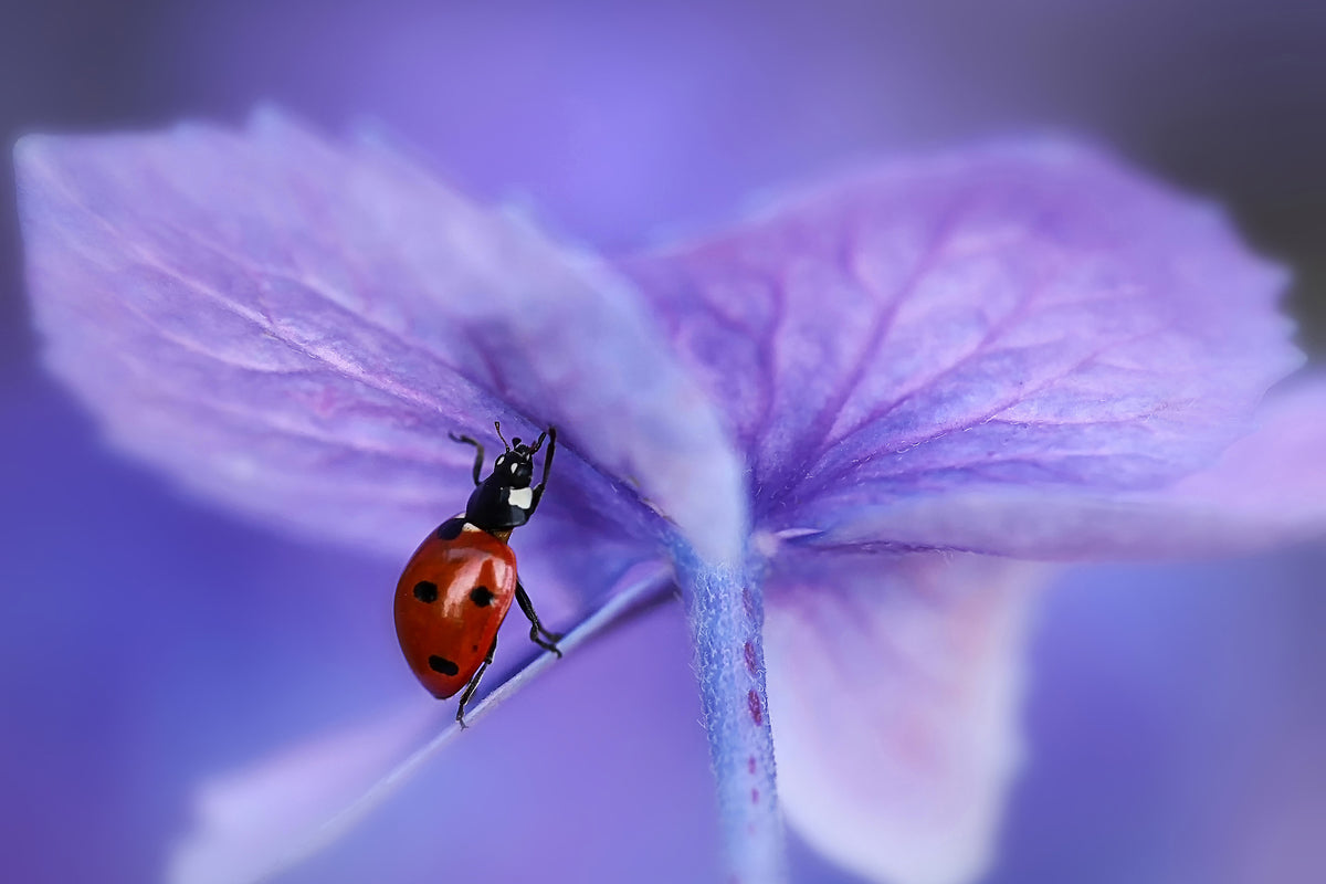 modern-3-piece-canvas-print-ladybird-on-purple-hydrangea