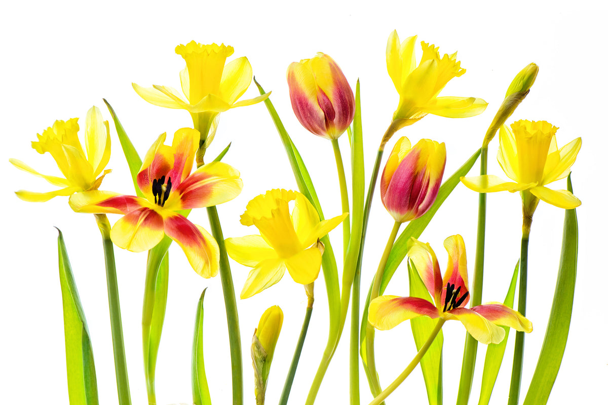 poster-print-vibrant-spring-x