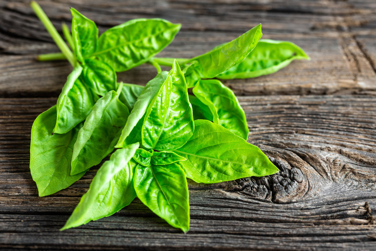 3-piece-acrylic-print-basil-leaves-ii