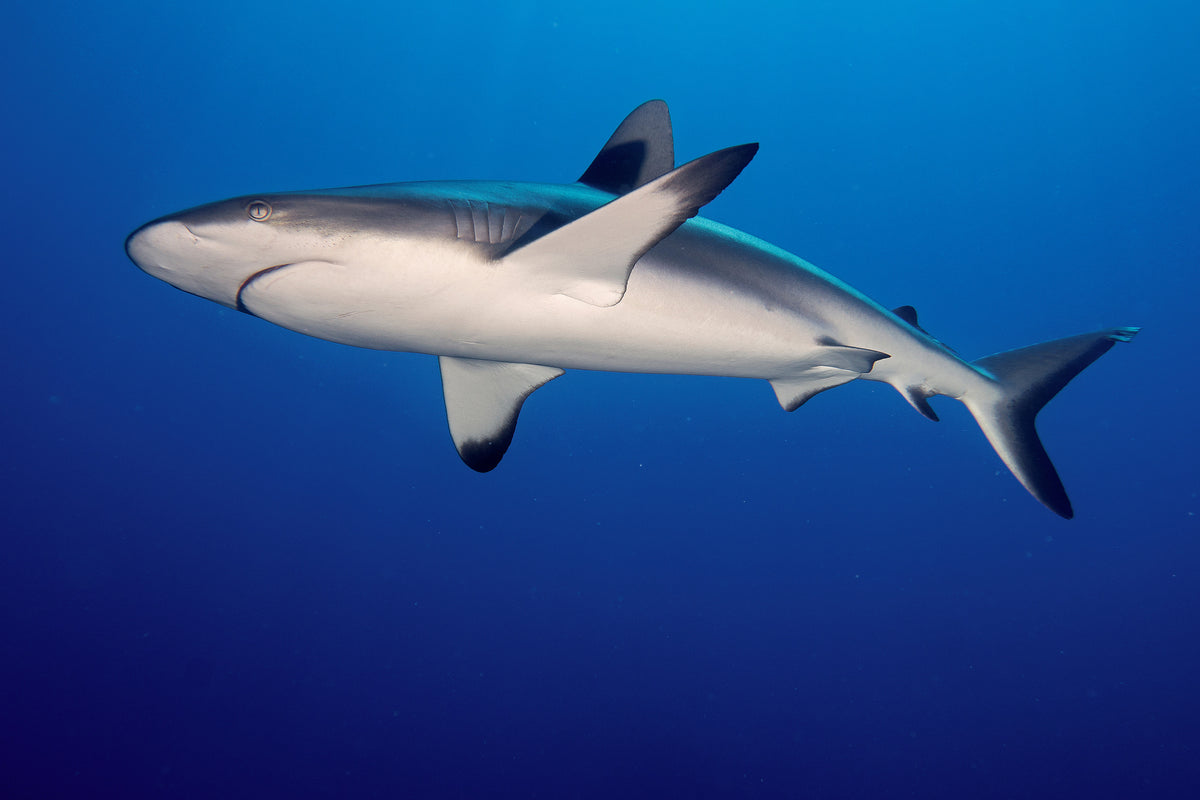 framedposter-print-shark-in-the-dark-sea