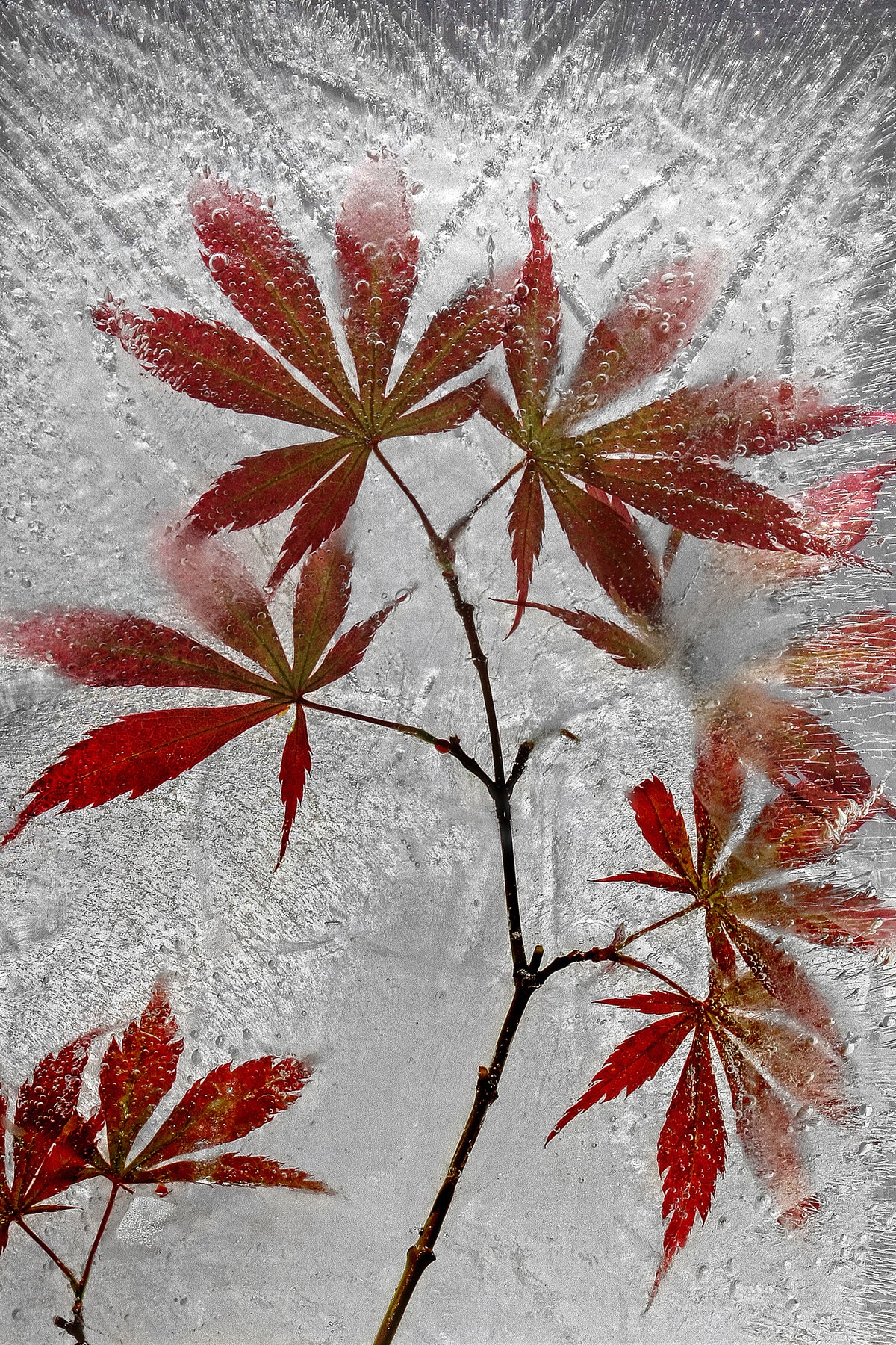 acrylic-print-red-maple-x