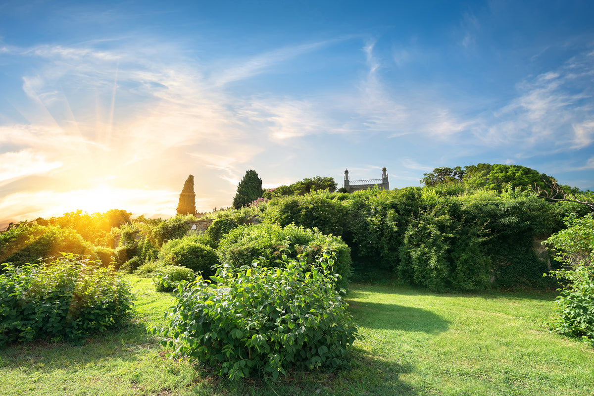 aluminium-print-sunrise-in-the-park