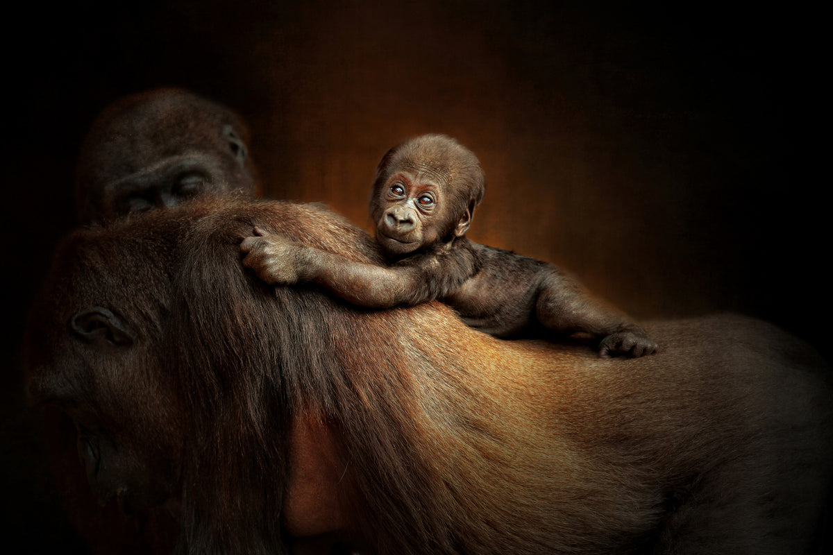 poster-print-new-life-x