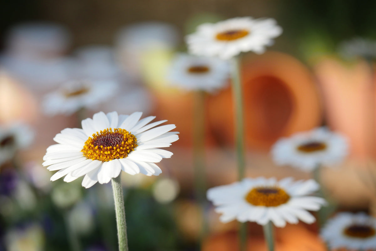 aluminium-print-daisies-xl