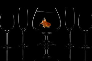 aluminium-print-glass-fish